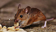 24 Hour & Emergency Exterminators in Green Mtn, NC